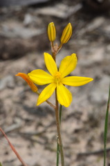 Bulbine semibarbata