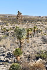 Yucca rostrata