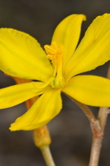 Bulbine semibarbata
