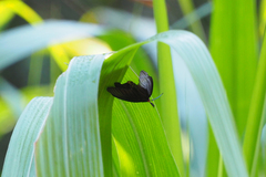 Histia flabellicornis
