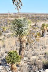 Yucca rostrata