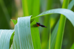 Histia flabellicornis