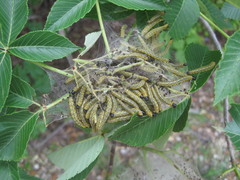 Archips rileyana