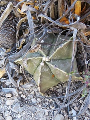 Astrophytum myriostigma