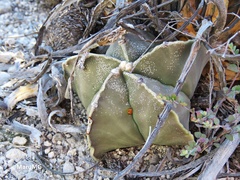 Astrophytum myriostigma