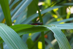Histia flabellicornis