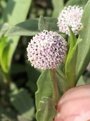 Spilanthes leiocarpa