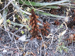 Aphyllon cooperi palmeri