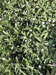 Spilanthes leiocarpa