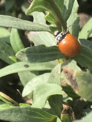 Cycloneda sanguinea