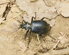 Calosoma inquisitor
