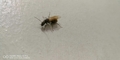 Formicidae