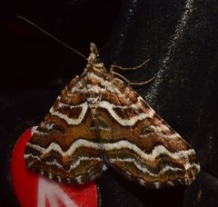 Melitulias leucographa