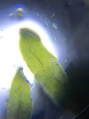 Fissidens subbasilaris