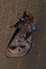 Phocoderma velutina