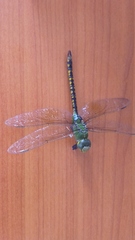 Anax indicus