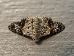 Araeopteron epiphracta