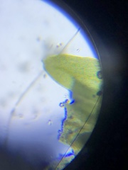 Fissidens subbasilaris