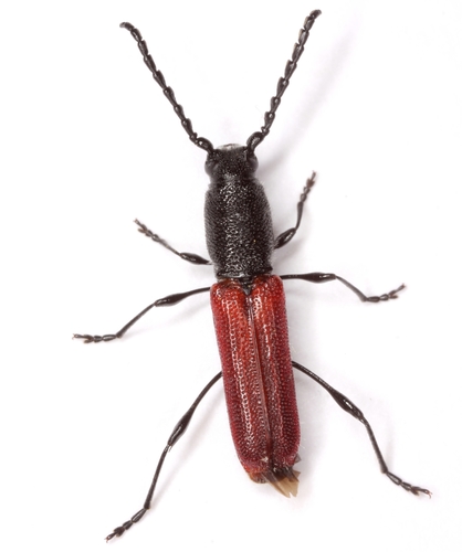 Ancylocera bicolor (Olivier, 1795)