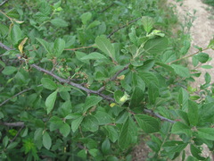 Prunus salicina