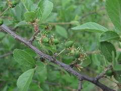 Prunus salicina