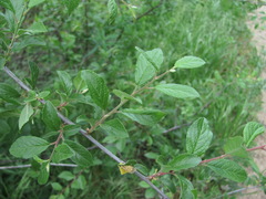 Prunus salicina