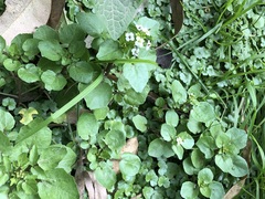 Nasturtium officinale
