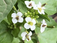 Nasturtium officinale