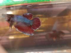 Betta