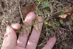 Myriopteris alabamensis