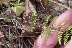 Myriopteris alabamensis