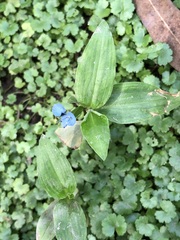 Commelina