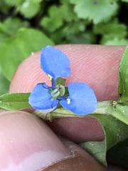 Commelina