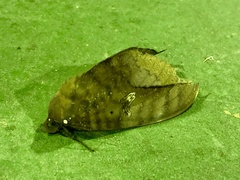 Phyllodes imperialis