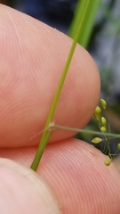 Dichanthelium longiligulatum