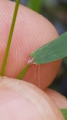 Dichanthelium longiligulatum