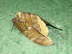 Phyllodes imperialis