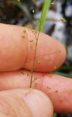 Dichanthelium longiligulatum