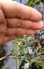 Dichanthelium longiligulatum