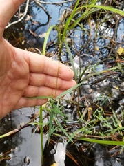 Dichanthelium longiligulatum