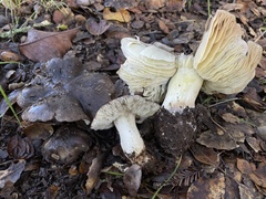 Tricholoma griseoviolaceum