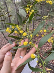 Acacia complanata