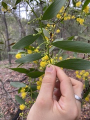 Acacia complanata
