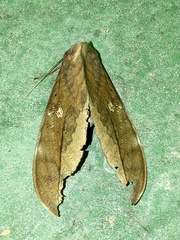 Phyllodes imperialis