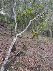 Acacia complanata