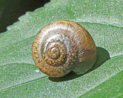 Trochulus striolatus