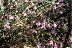 Tetratheca subaphylla