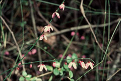 Tetratheca subaphylla