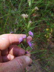 Liatris tenuis