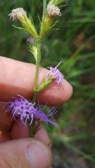 Liatris tenuis